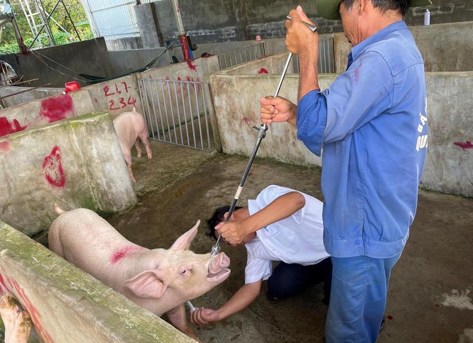 Đồng Nai lại phát hiện điểm tập kết có hàng chục con heo có dấu hiệu nhiễm bệnh - Ảnh 2.