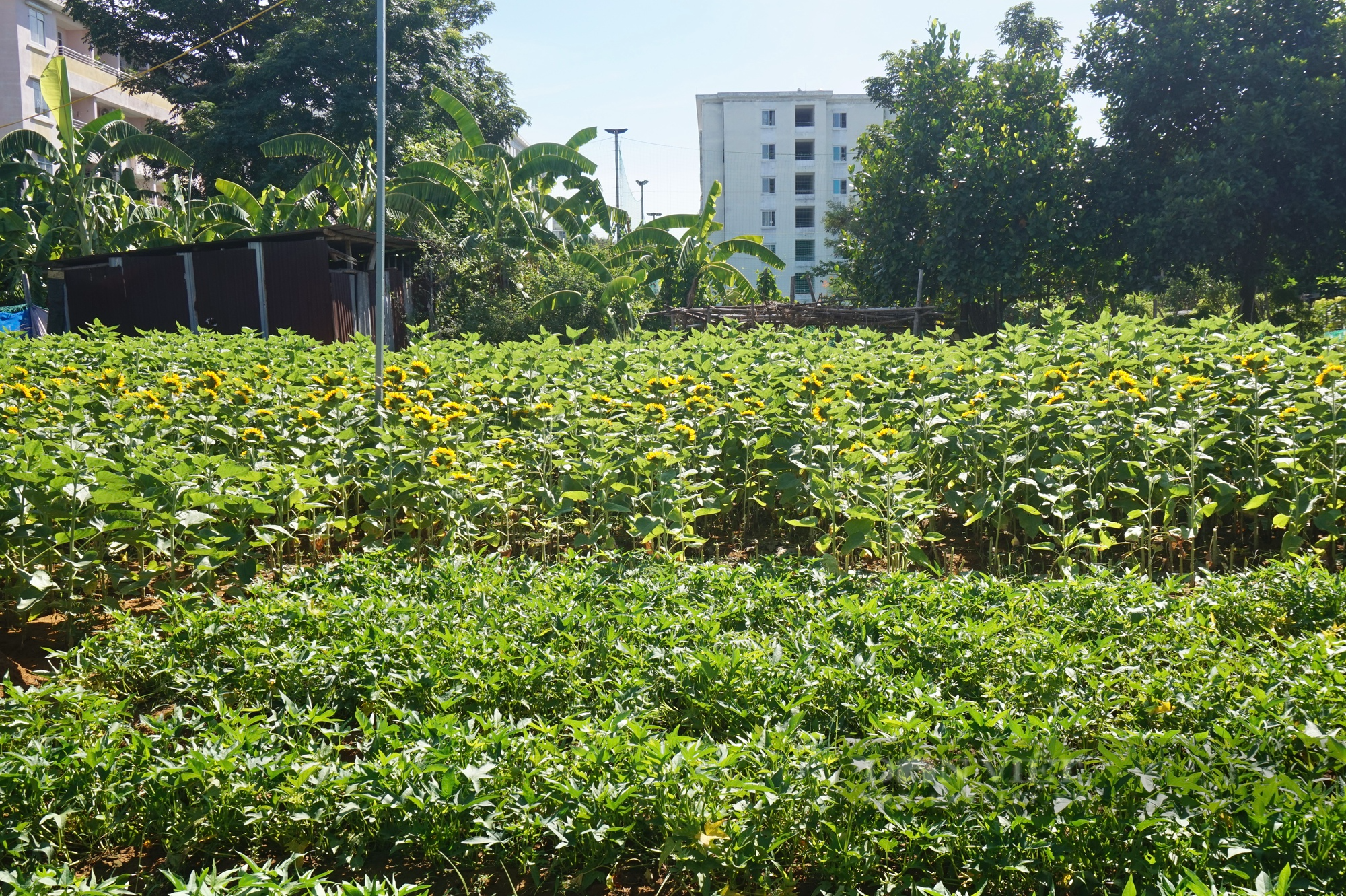 20 năm gắn bó với nghề trồng hoa, một nông dân Đà Nẵng thu hơn 200 triệu đồng mỗi năm - Ảnh 2.