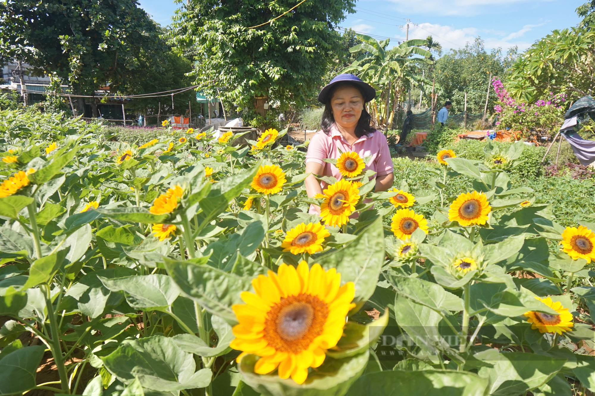 20 năm gắn bó với nghề trồng hoa, một nông dân Đà Nẵng thu hơn 200 triệu đồng mỗi năm - Ảnh 6.
