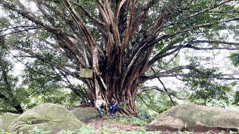 Một cây cổ thụ hàng trăm năm tuổi ở một xã có tên là Gào của Gia Lai, đó là loại cây gì? - Ảnh 2.