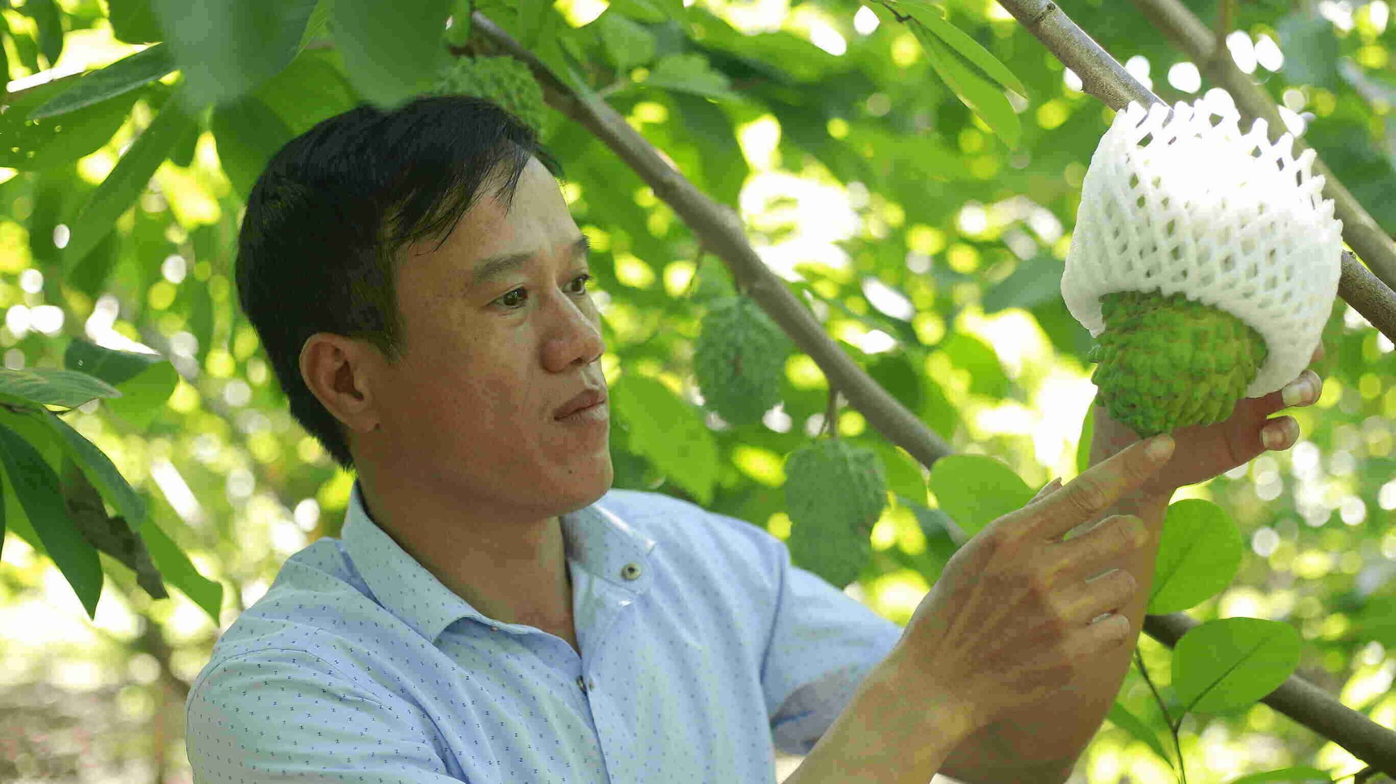 Ở một xã của Sơn La có 26 hộ nông dân rủ nhau trồng loại quả gì mà thu hơn 100 tỷ/năm? - Ảnh 1.