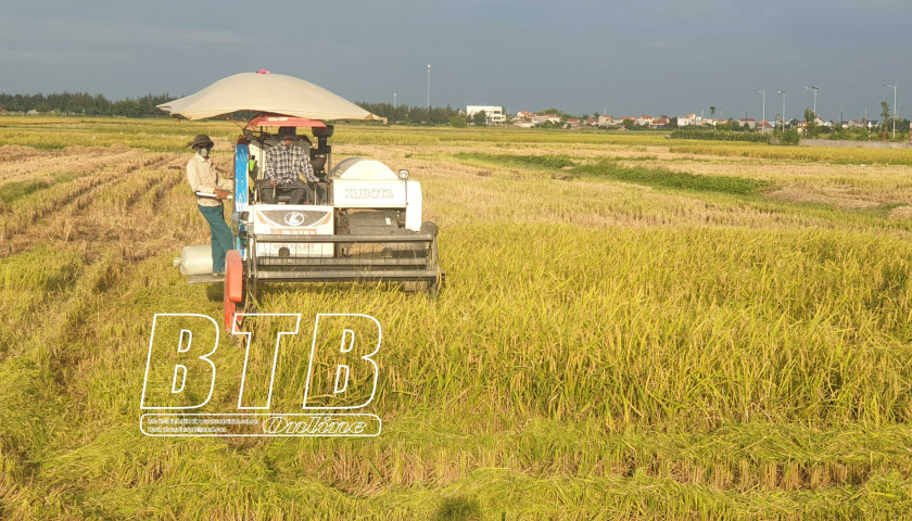Sáng còn gặt lúa, chiều nông dân một huyện ở Thái Bình đã rẽ đất trồng những loài cây ưa ấm - Ảnh 1.