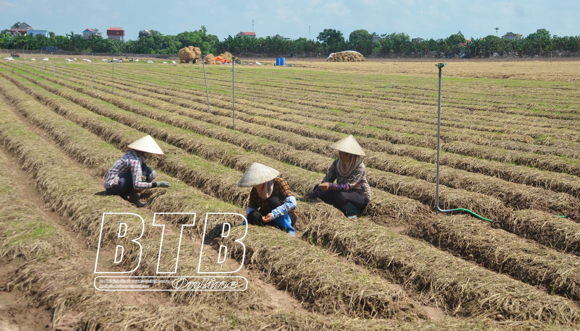 Sáng còn gặt lúa, chiều nông dân một huyện ở Thái Bình đã rẽ đất trồng những loài cây ưa ấm - Ảnh 2.