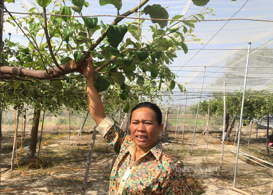 Bài 2: “Giữ trọn lời thề đảng viên” tác động mạnh vào phát triển kinh tế, đời sống của đồng bào Chăm ở Bình Thuận - Ảnh 4.