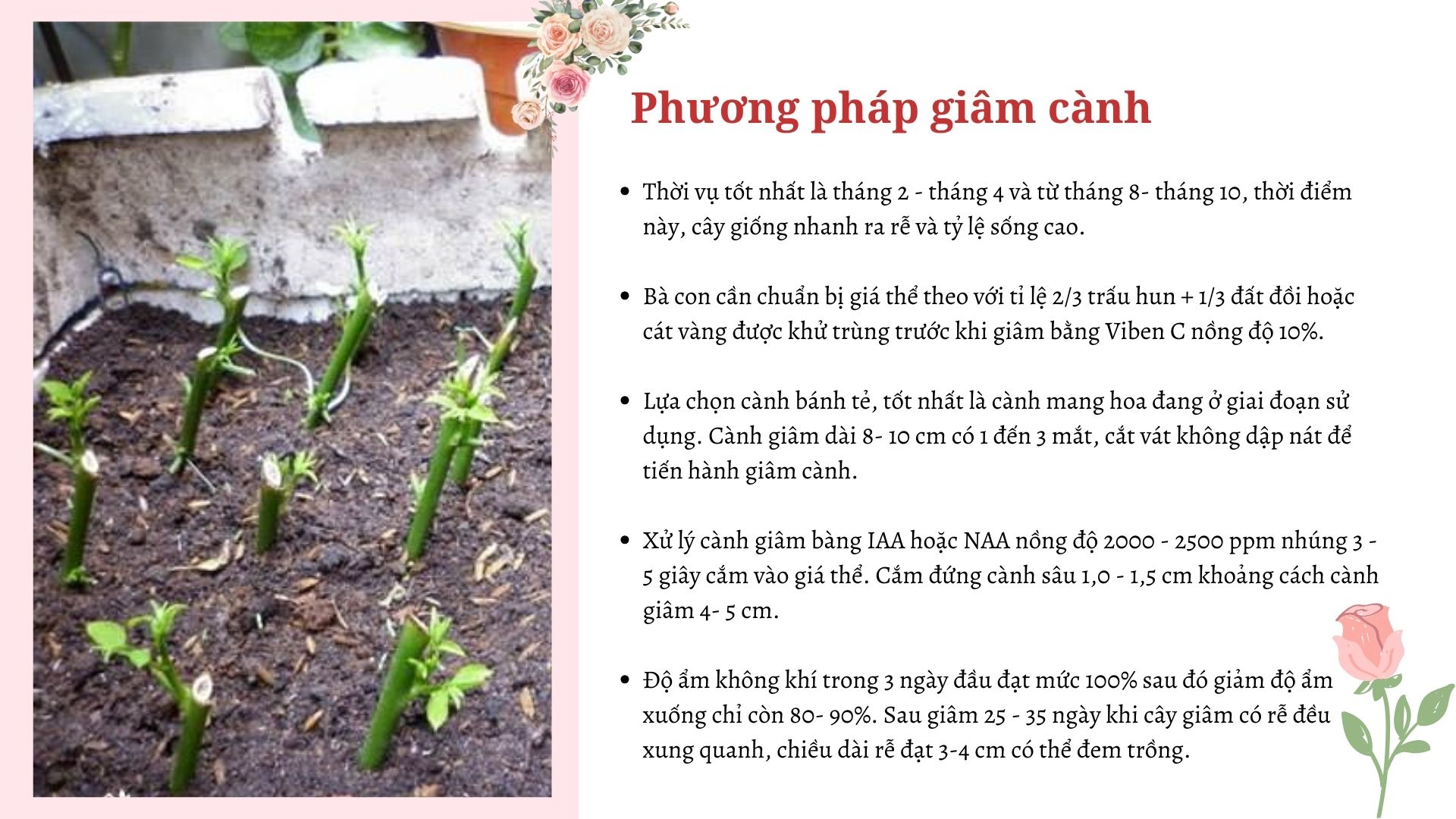 SỔ TAY NHÀ NÔNG: Top 3 cách nhân giống hoa hồng cho hiệu quả trên 90% - Ảnh 2.