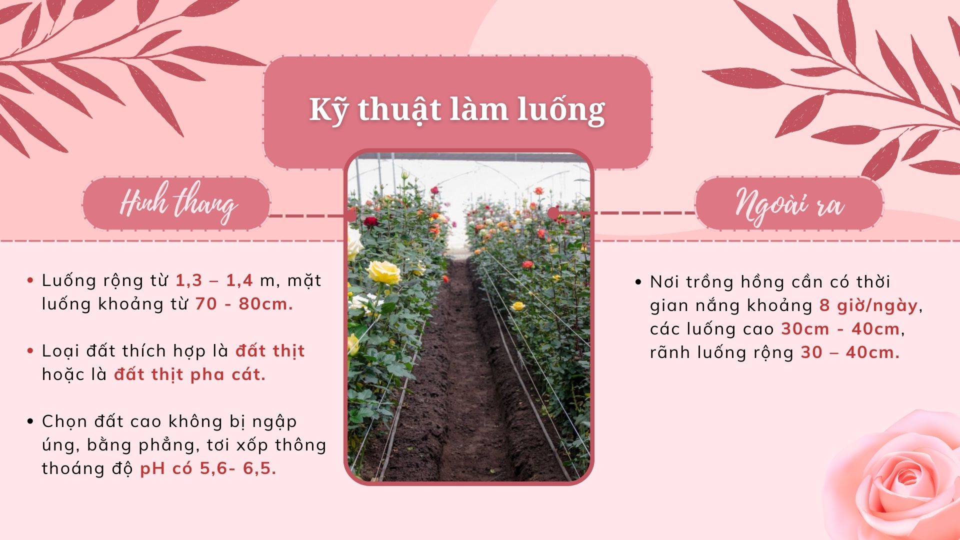 SỔ TAY NHÀ NÔNG: Kỹ thuật trồng hoa hồng cơ bản cho người mới bắt đầu - Ảnh 2.