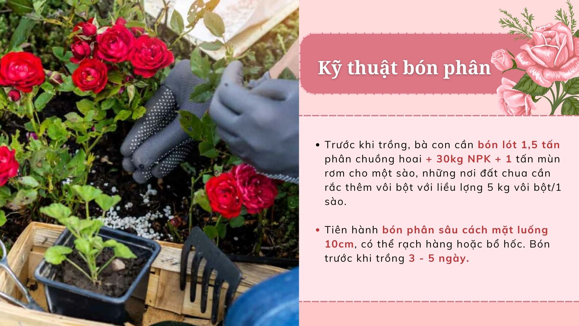 SỔ TAY NHÀ NÔNG: Kỹ thuật trồng hoa hồng cơ bản cho người mới bắt đầu - Ảnh 3.