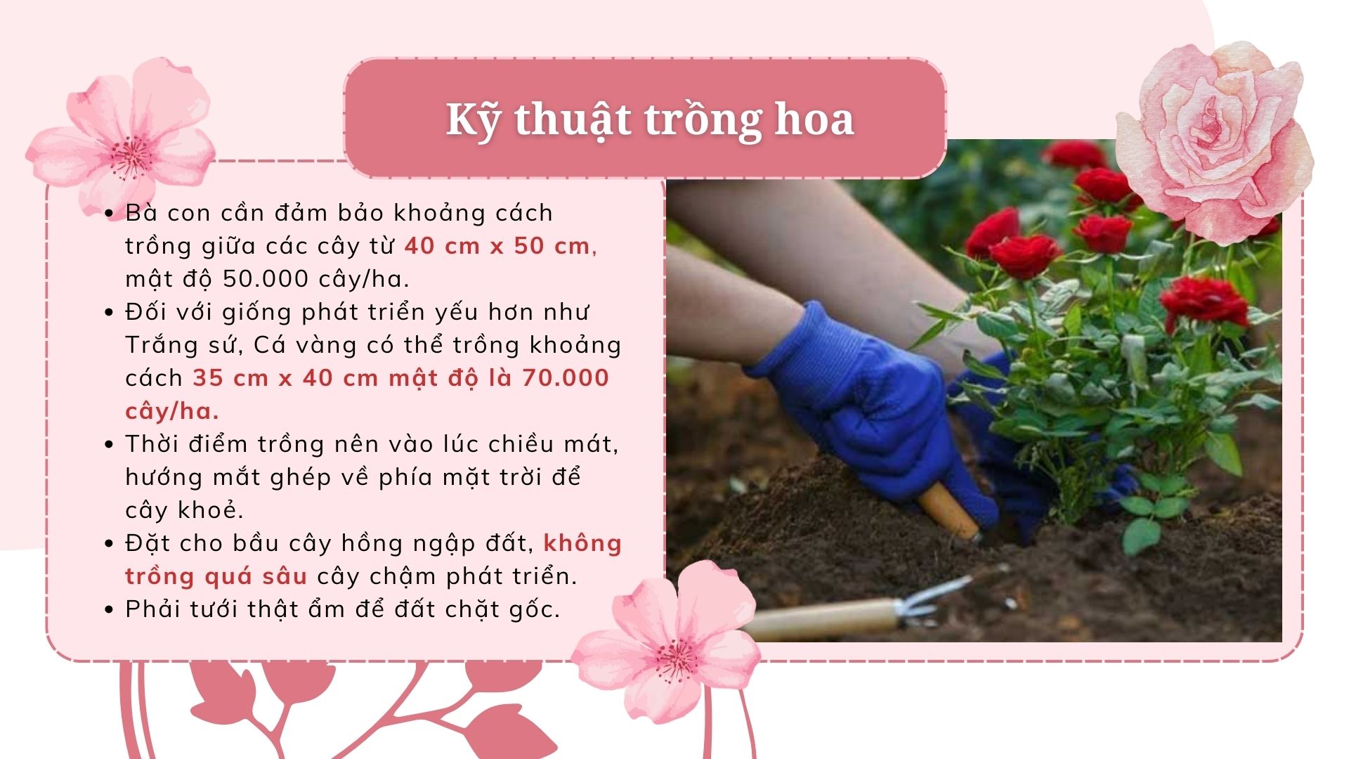 SỔ TAY NHÀ NÔNG: Kỹ thuật trồng hoa hồng cơ bản cho người mới bắt đầu - Ảnh 4.