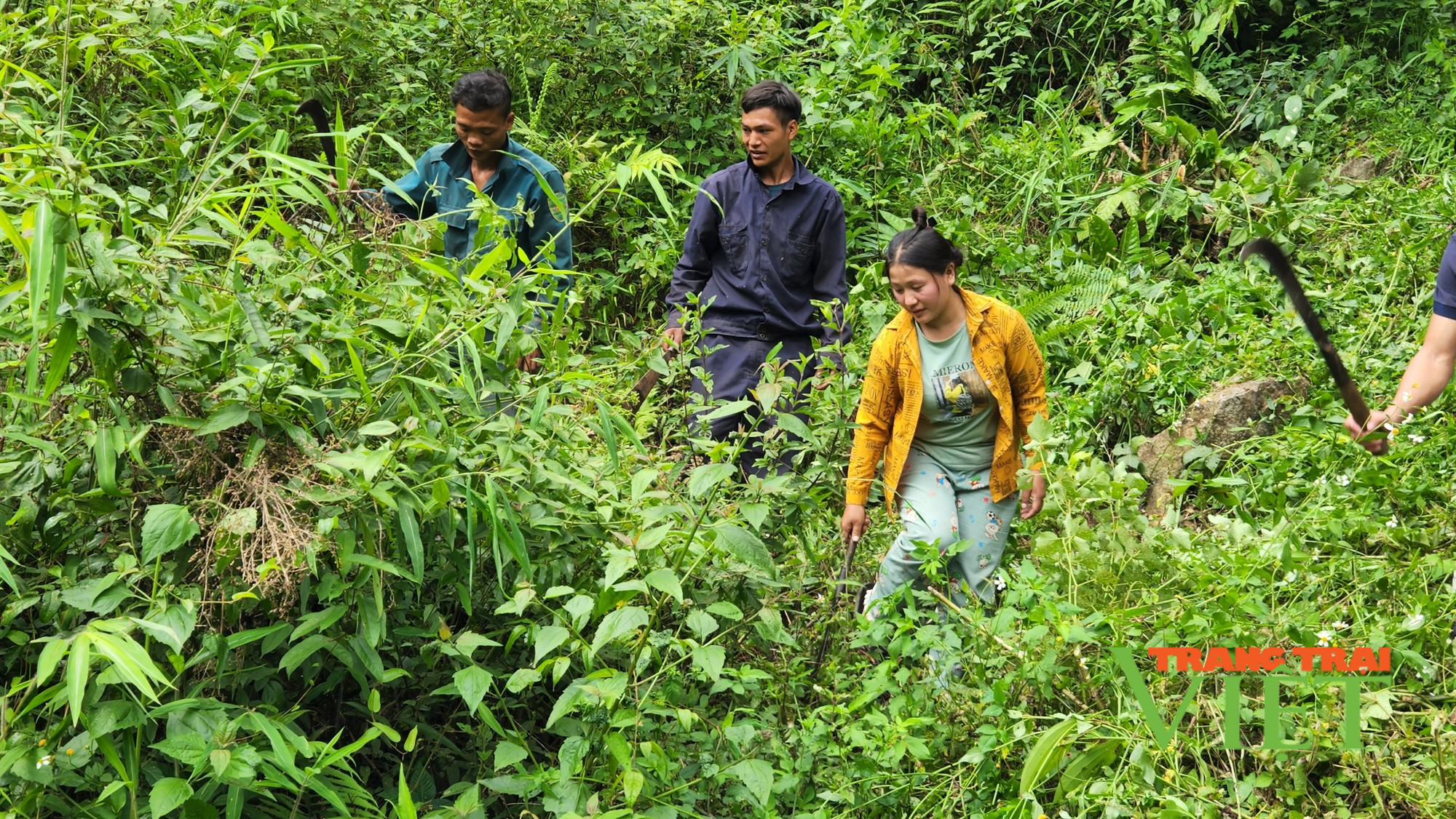 Lai Châu: Người dân xã nghèo có thu nhập ổn định từ bảo vệ rừng  - Ảnh 1.