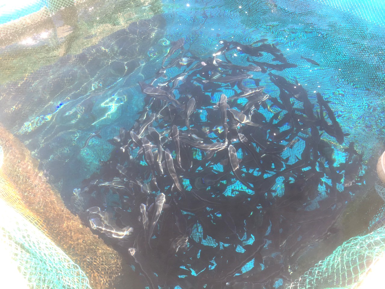 Một hòn đảo ở Quảng Ngãi cách bờ biển hơn 27km, dân nuôi thứ cá giò toàn con to bự, bắt bán hàng tấn - Ảnh 1.