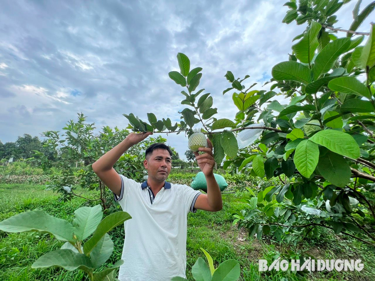 Trồng ổi lê Đài Loan theo phong cách 'thưa thớt', anh nông dân Hải Dương thu 120 triệu đồng/ha - Ảnh 1.