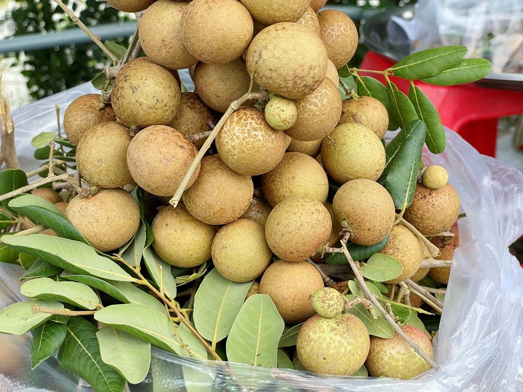 Một nơi ở An Giang, nông dân trồng nhãn kiểu gì mà cây thấp tè đã ra trái quá trời, bẻ là bán được hết - Ảnh 2.