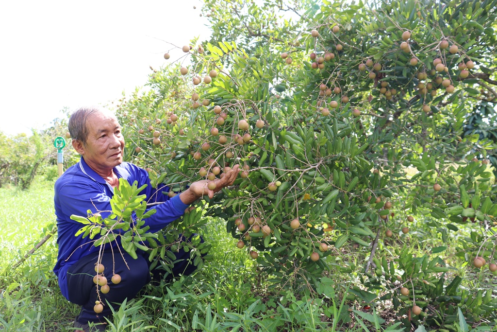 Một nơi ở An Giang, nông dân trồng nhãn kiểu gì mà cây thấp tè đã ra trái quá trời, bẻ là bán được hết - Ảnh 1.