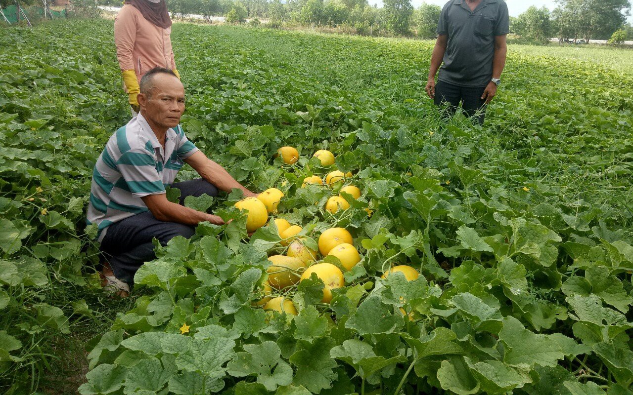 Trồng dưa gang ở cuối nguồn sông Quéo, nông dân Bình Định thu trăm triệu/năm