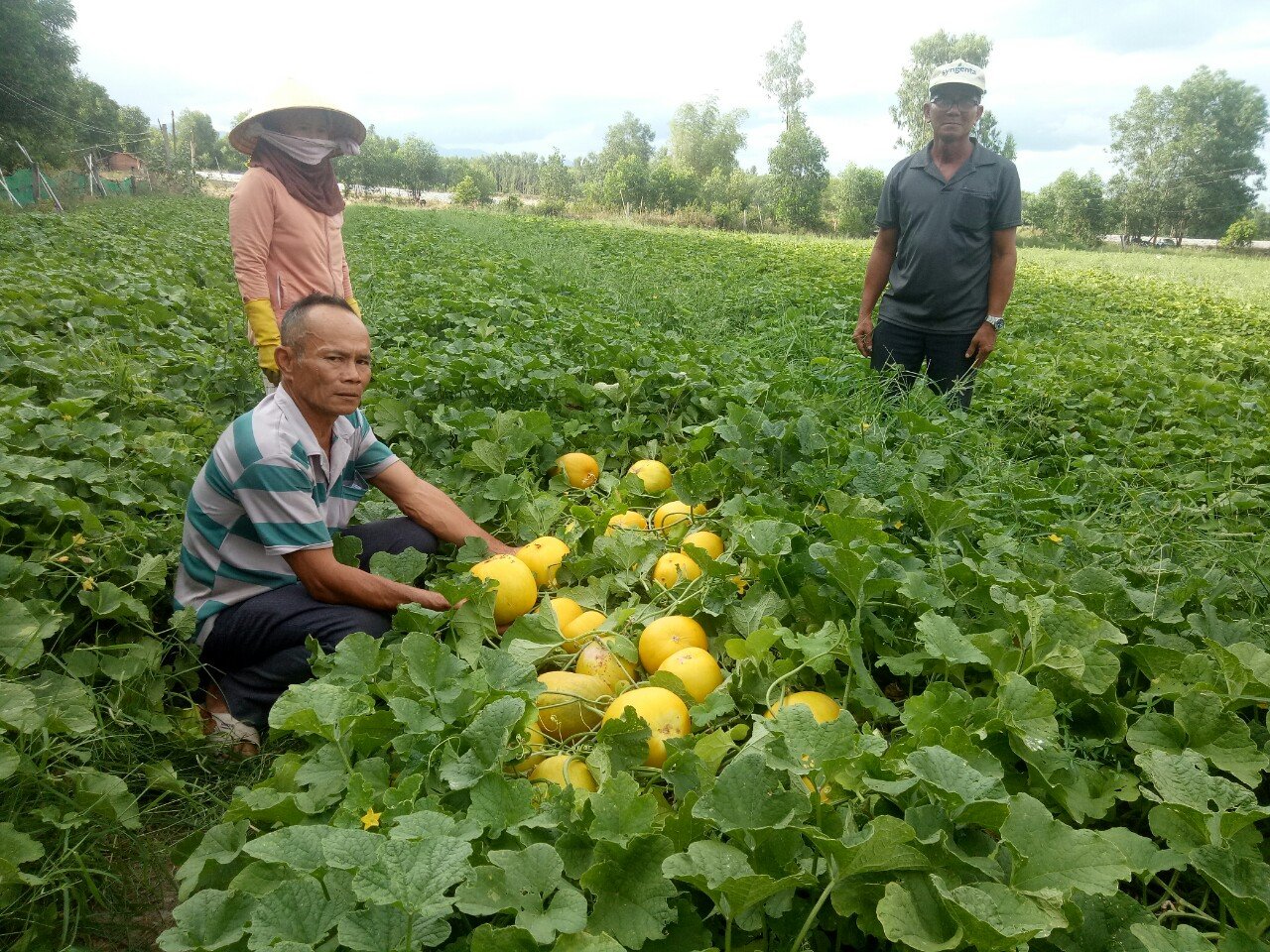 Trồng dưa gang ở cuối nguồn sông Quéo, nông dân Bình Định thu trăm triệu/năm - Ảnh 1.