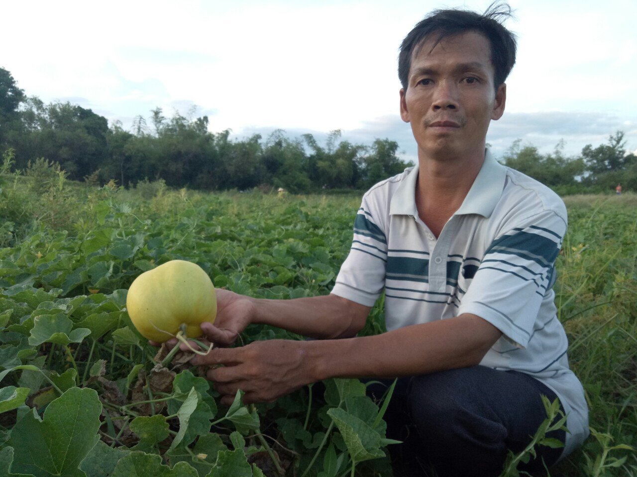 Trồng dưa gang ở cuối nguồn sông Quéo, nông dân Bình Định thu trăm triệu/năm - Ảnh 2.