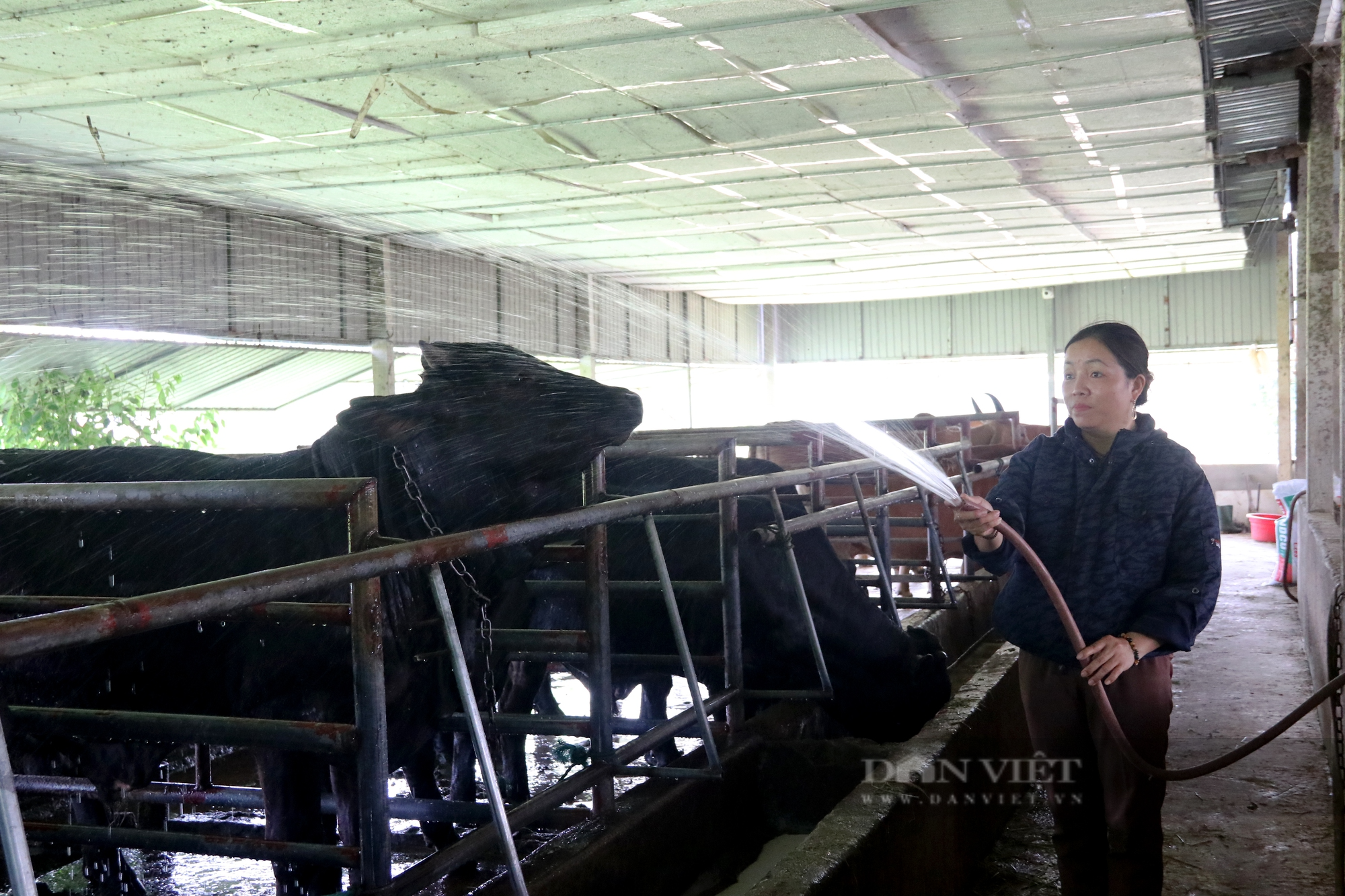 Hà Tĩnh: Được chính quyền hỗ trợ, bà con mạnh dạn phát triển mô hình nuôi bò 3B mang lại hiệu quả bất ngờ - Ảnh 2.