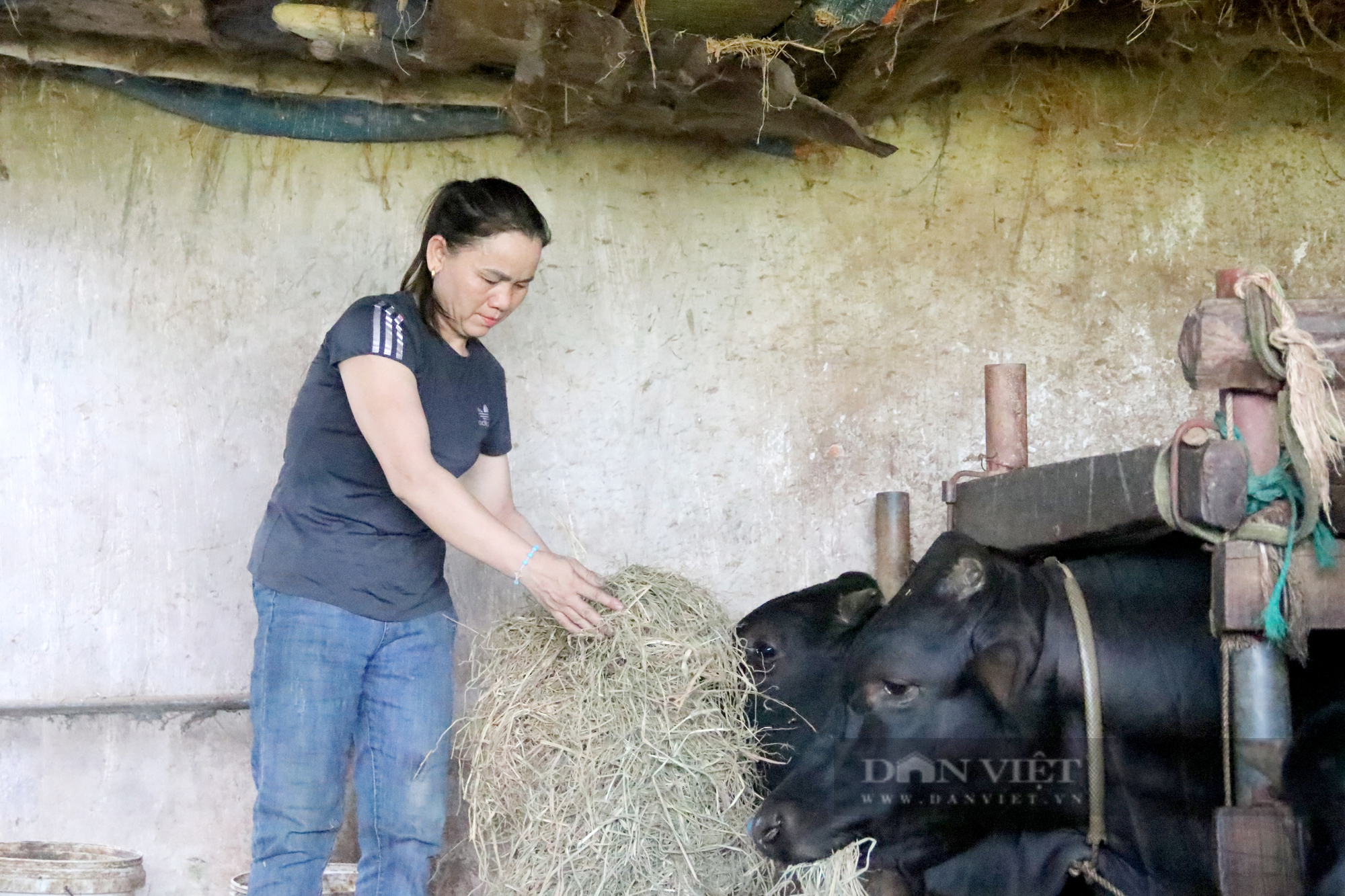 Hà Tĩnh: Được chính quyền hỗ trợ, bà con mạnh dạn phát triển mô hình nuôi bò 3B mang lại hiệu quả bất ngờ - Ảnh 5.