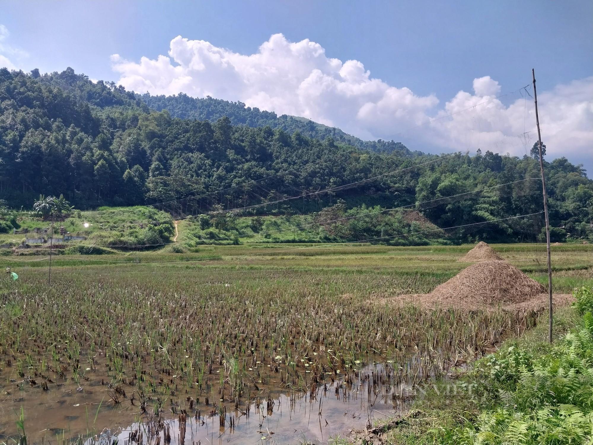 Quyết liệt xử lý, ngăn chặn nạn bẫy, bắt chim hoang dã ở TP. Lào Cai - Ảnh 4.