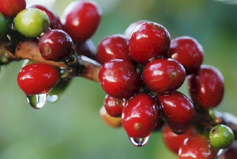 Giá cà phê ngày 16/12: Giá cà phê tăng suốt tuần, sắp cán mốc 67.000 đồng/kg - Ảnh 3.
