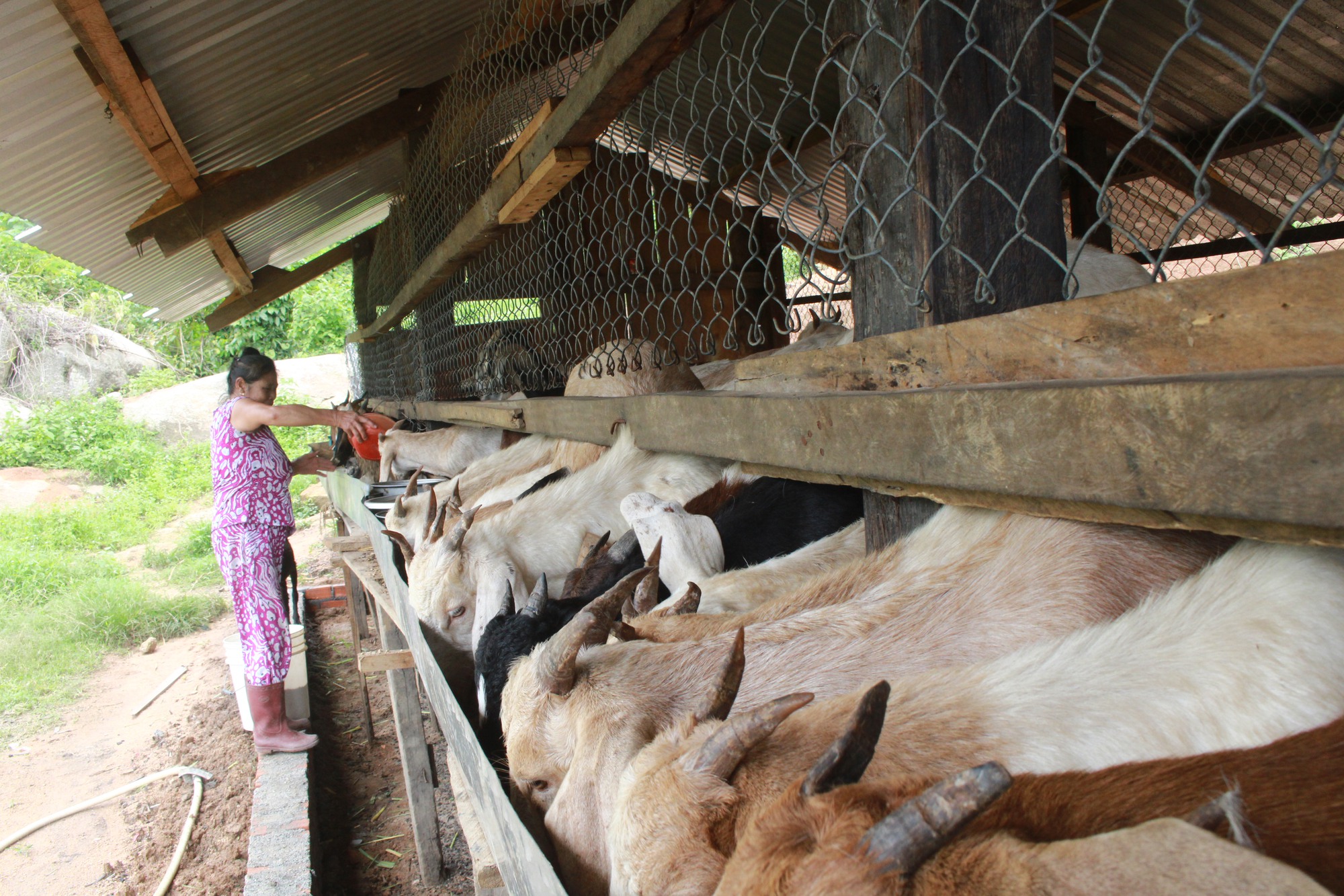 Đàn dê sống khỏe, nhanh lớn, nông dân huyện miền núi Khánh Hòa phấn khởi - Ảnh 1.