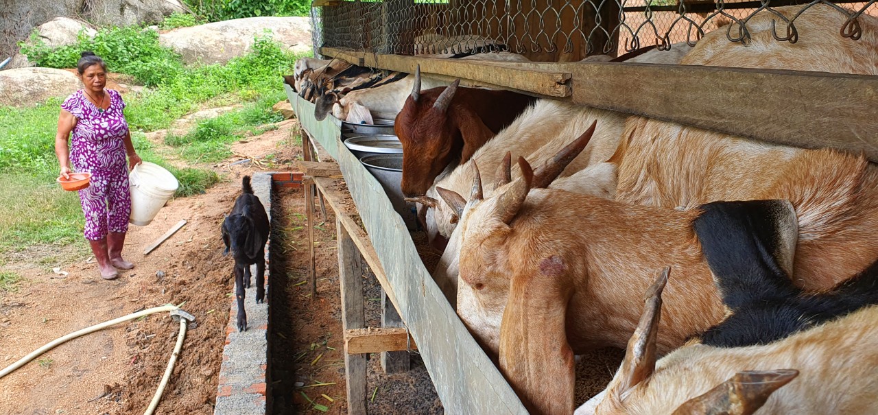 Đàn dê sống khỏe, nhanh lớn, nông dân huyện miền núi ở Khánh Hòa phấn khởi - Ảnh 3.