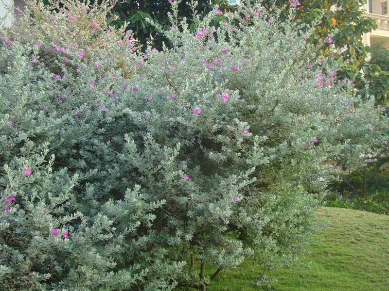 Xao xuyến với cây cảnh lá màu tro, hoa màu oải hương tuyệt đẹp, trồng tại nhà mang lại bình yên, may mắn - Ảnh 3.