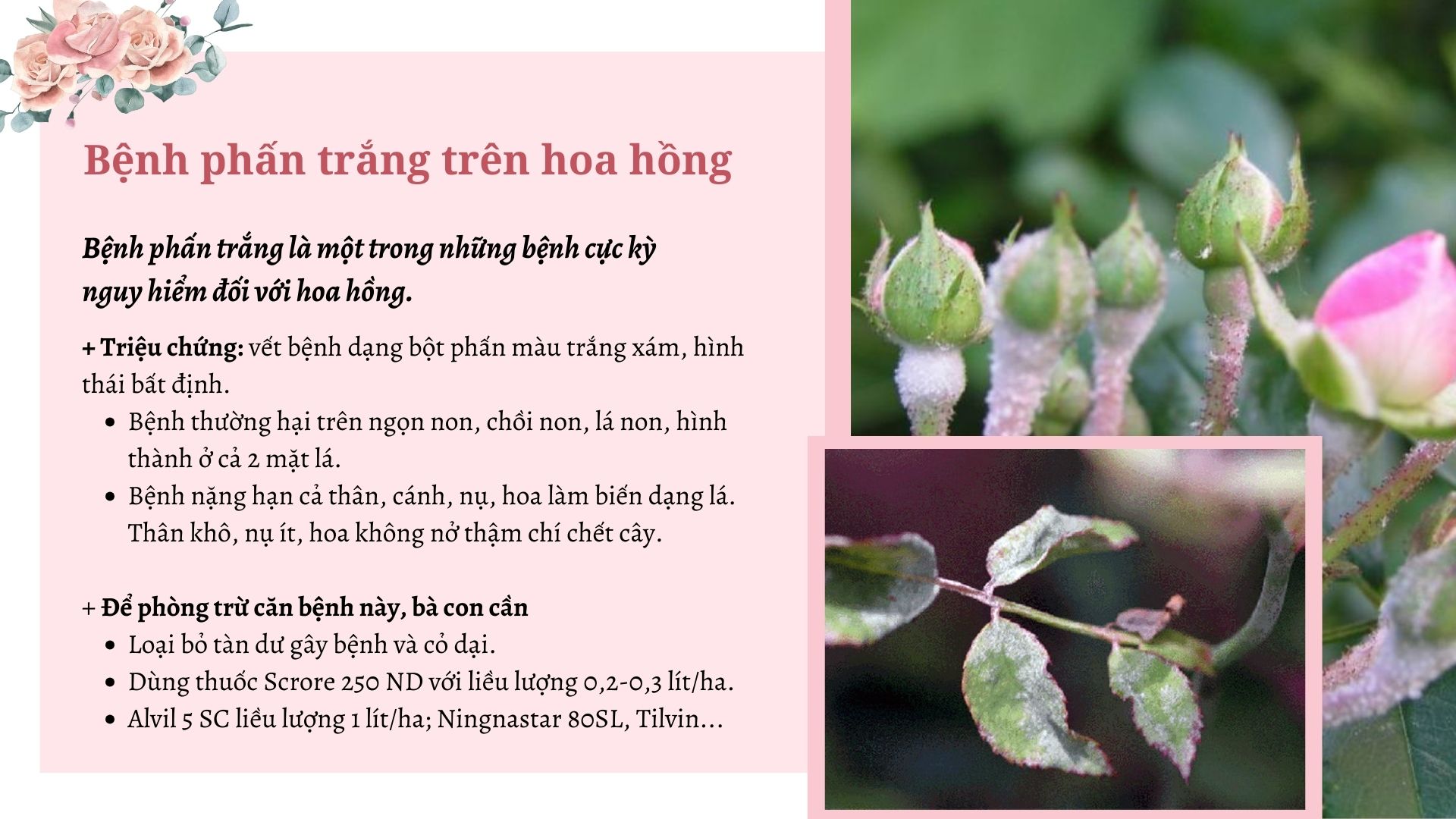 SỔ TAY NHÀ NÔNG: Một số bệnh hại hoa hồng cực kỳ nguy hiểm bà con cần lưu ý - Ảnh 2.