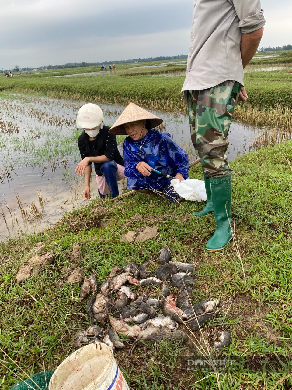 Tranh thủ mùa mưa, nông dân Hà Tĩnh ra quân diệt chuột bảo vệ mùa màng lại bán được giá cao - Ảnh 3.