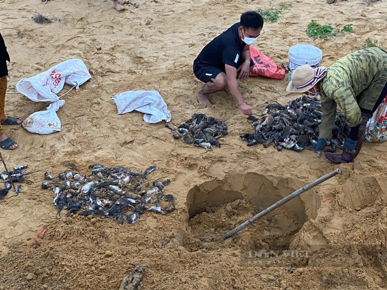 Tranh thủ mùa mưa, nông dân Hà Tĩnh ra quân diệt chuột bảo vệ mùa màng lại bán được giá cao - Ảnh 5.