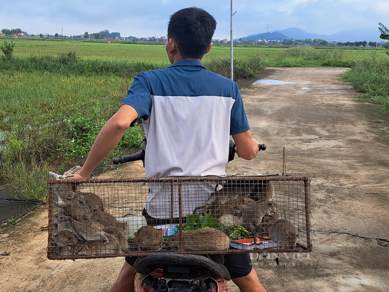 Tranh thủ mùa mưa, nông dân Hà Tĩnh ra quân diệt chuột bảo vệ mùa màng lại bán được giá cao - Ảnh 6.