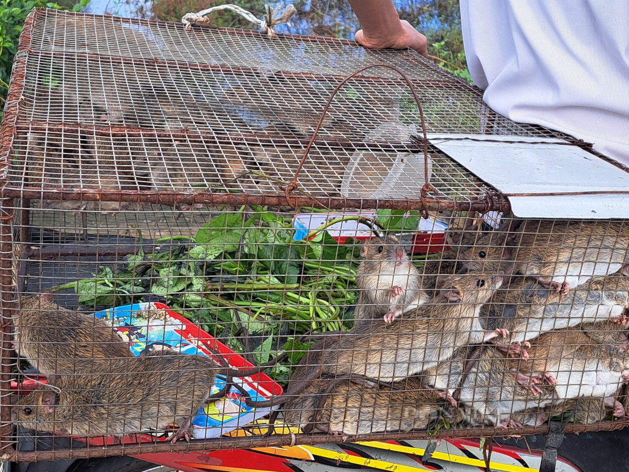 Tranh thủ mùa mưa, nông dân Hà Tĩnh ra quân diệt chuột bảo vệ mùa màng lại bán được giá cao - Ảnh 7.