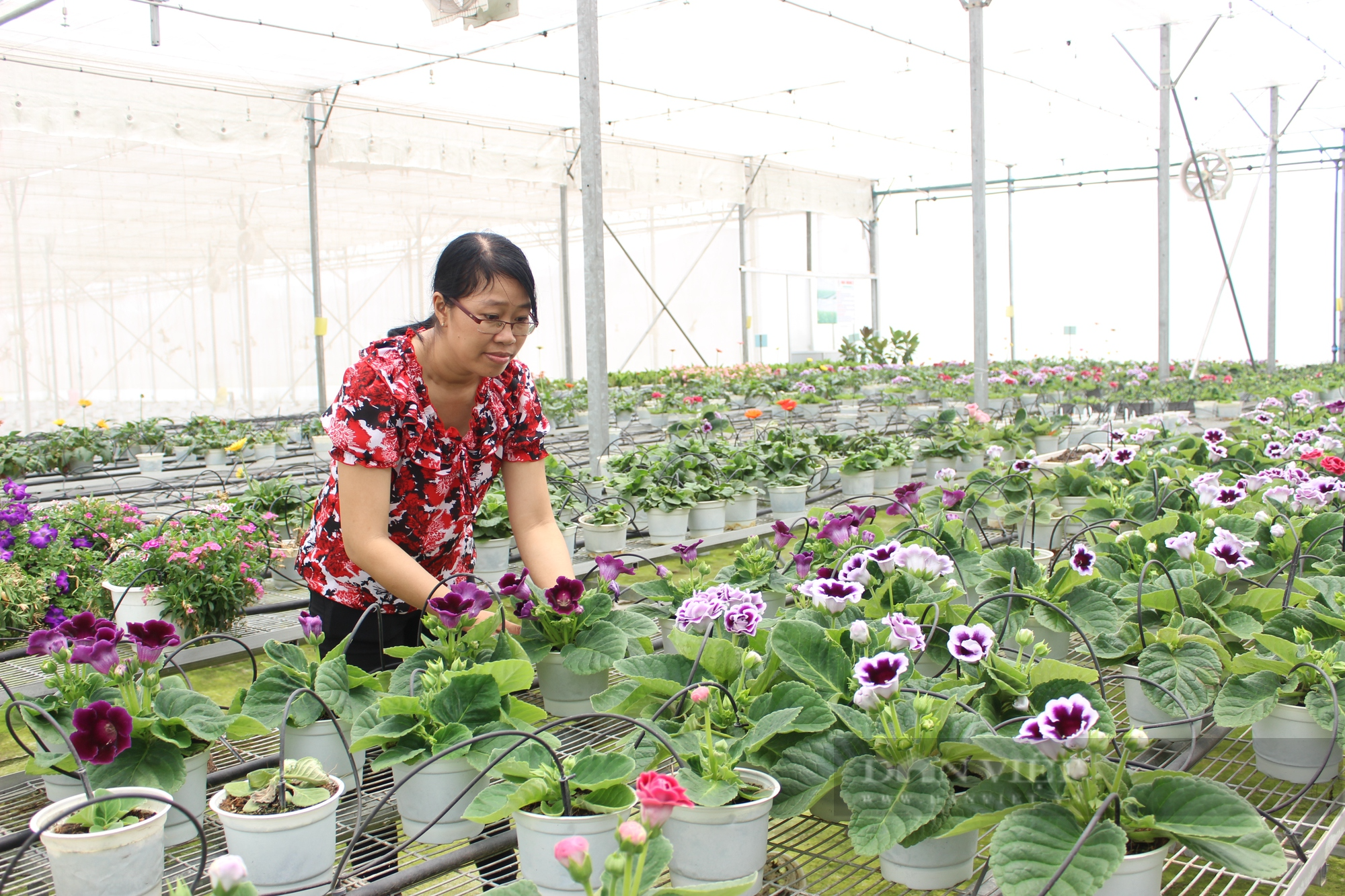 Sản xuất hoa chuông phục vụ nông nghiệp đô thị ở Trung tâm Công nghệ sinh học. Ảnh: Thuận An