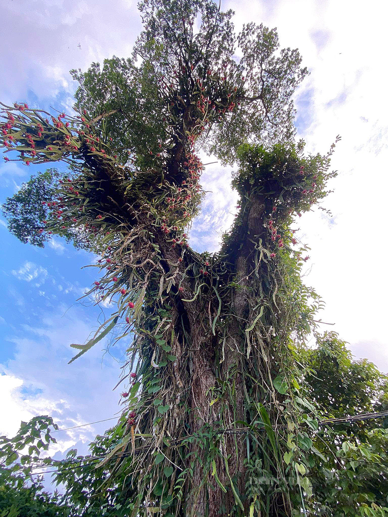Kỳ lạ một cây cao hơn 20m, hình dạng giống con rồng có râu đang bay trên trời ở Đắk Lắk - Ảnh 1.