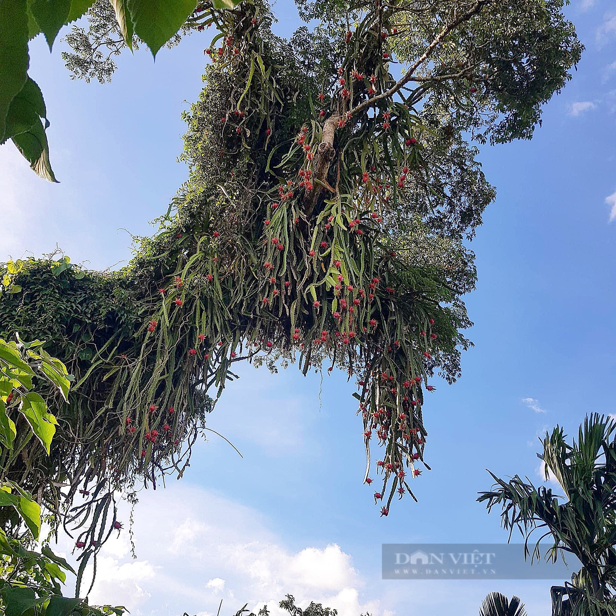 Kỳ lạ một cây cao hơn 20m, hình dạng giống con rồng có râu đang bay trên trời ở Đắk Lắk - Ảnh 3.