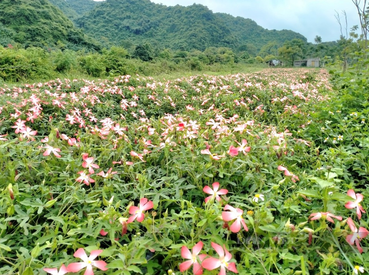 Ninh Bình: Bất ngờ trồng giống sâm Bố Chính trên đất đồi bỏ túi 200 triệu đồng/ha - Ảnh 2.