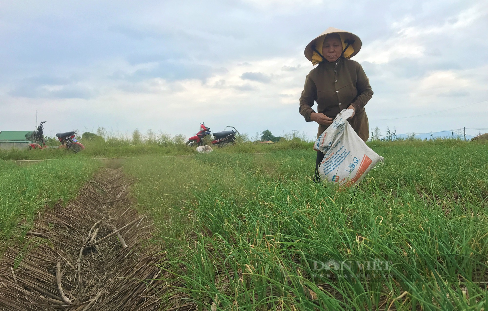 Hành tăm thứ củ thơm lừng nhà nào cũng mê, dân nơi này nói trồng nhàn mà lãi gấp nhiều lần cấy lúa - Ảnh 2.