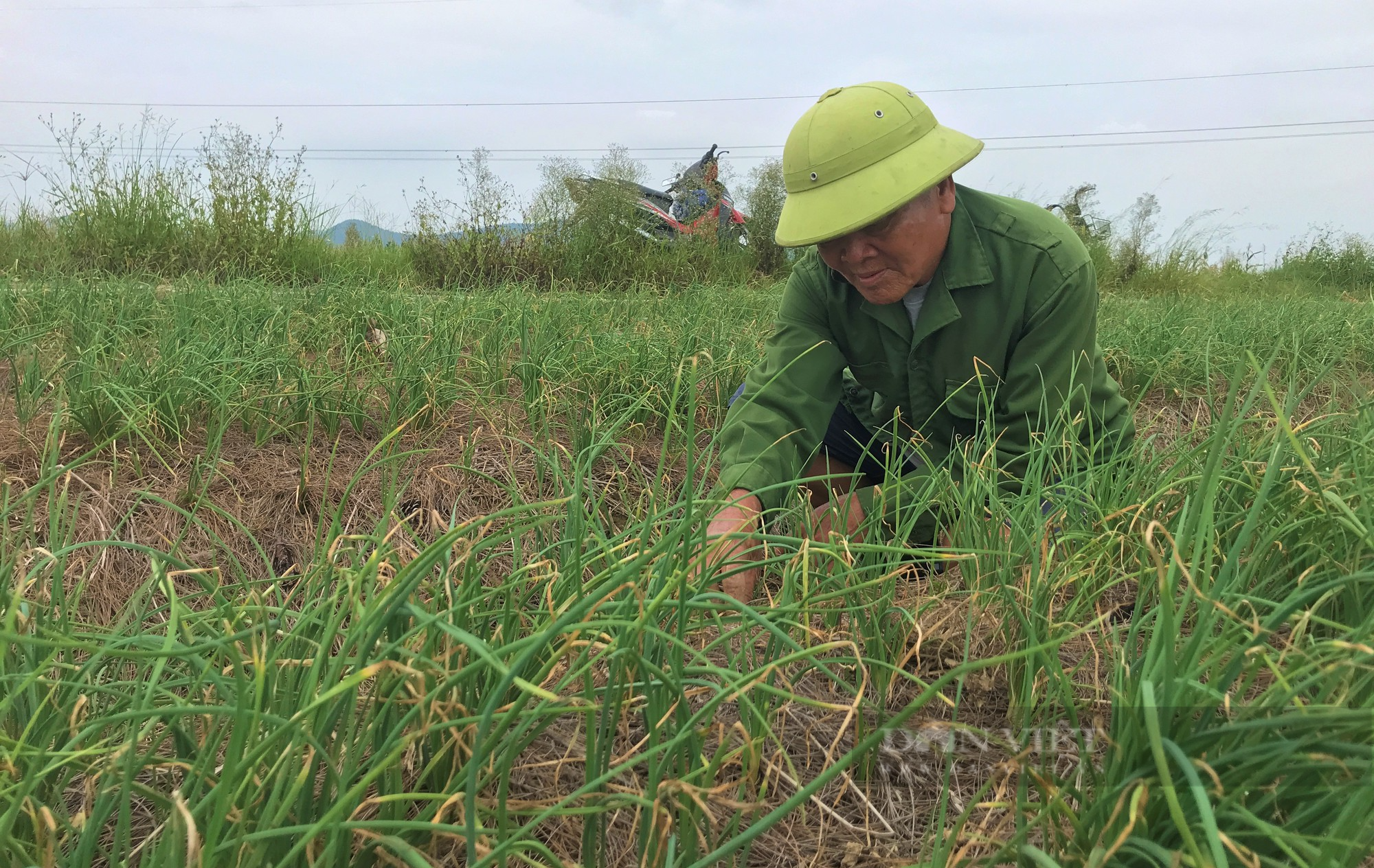 Hành tăm thứ củ thơm lừng nhà nào cũng mê, dân nơi này nói trồng nhàn mà lãi gấp nhiều lần cấy lúa - Ảnh 4.