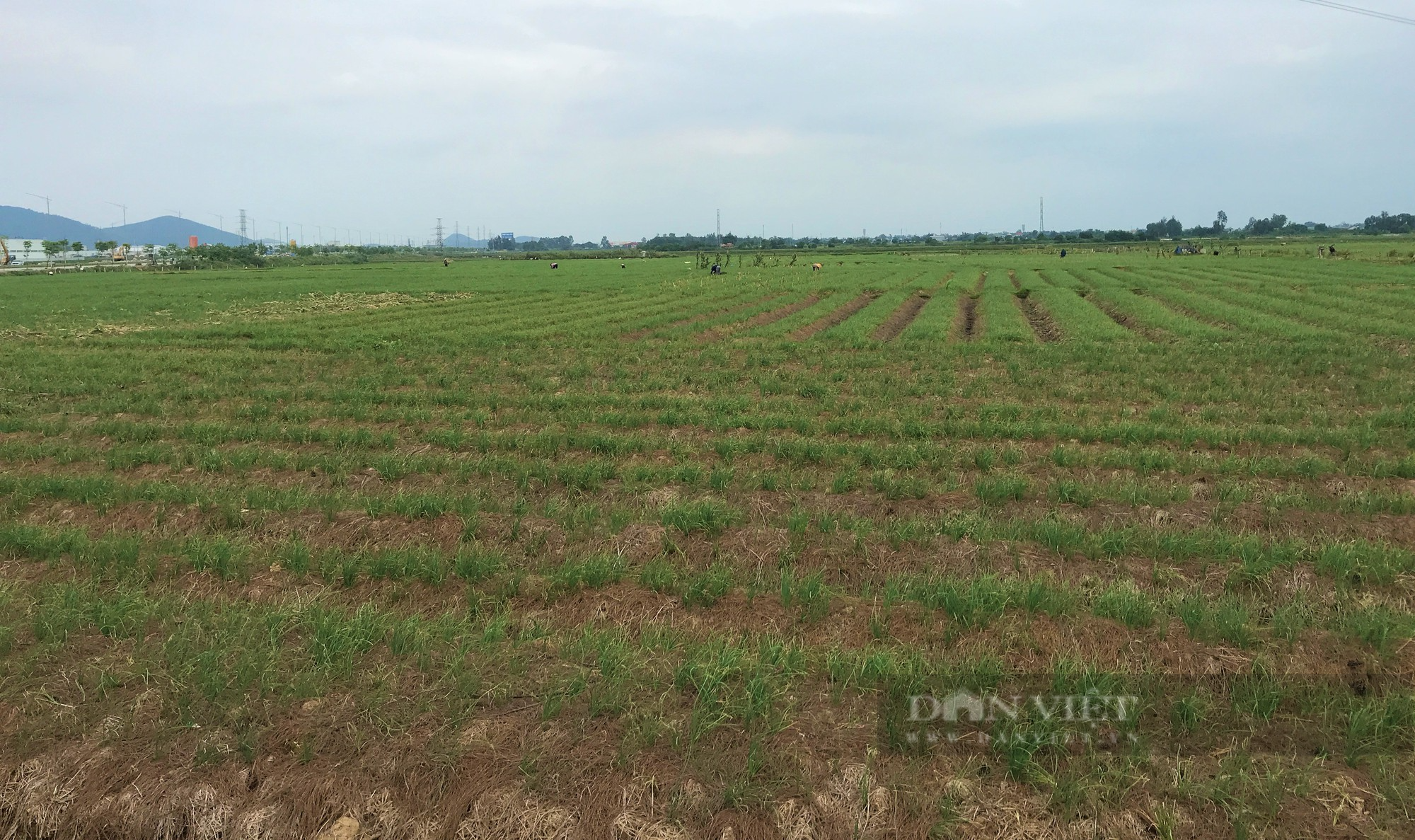 Hành tăm thứ củ thơm lừng nhà nào cũng mê, dân nơi này nói trồng nhàn mà lãi gấp nhiều lần cấy lúa - Ảnh 6.