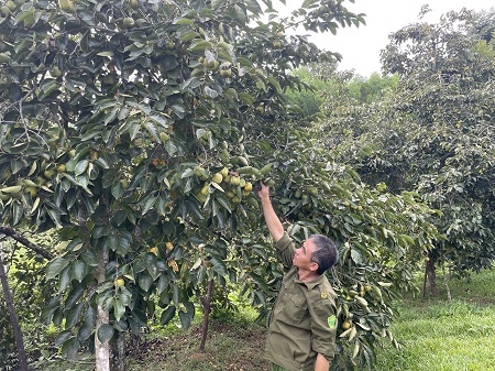 Loại quả này trồng ở Hà Tĩnh, muốn ăn ngon cả làng khen sao phải ngâm nước 3-4 ngày? - Ảnh 1.