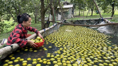 Loại quả này trồng ở Hà Tĩnh, muốn ăn ngon cả làng khen sao phải ngâm nước 3-4 ngày? - Ảnh 2.