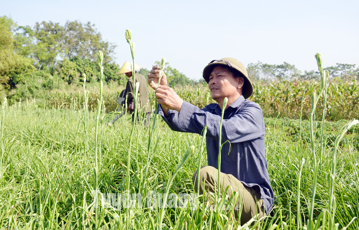 Làng huệ Lý Nhân vào vụ - Ảnh 2.