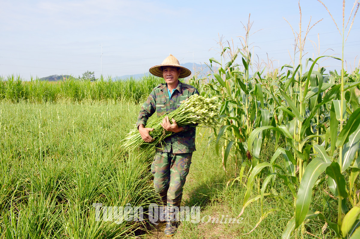 Làng huệ Lý Nhân vào vụ - Ảnh 3.