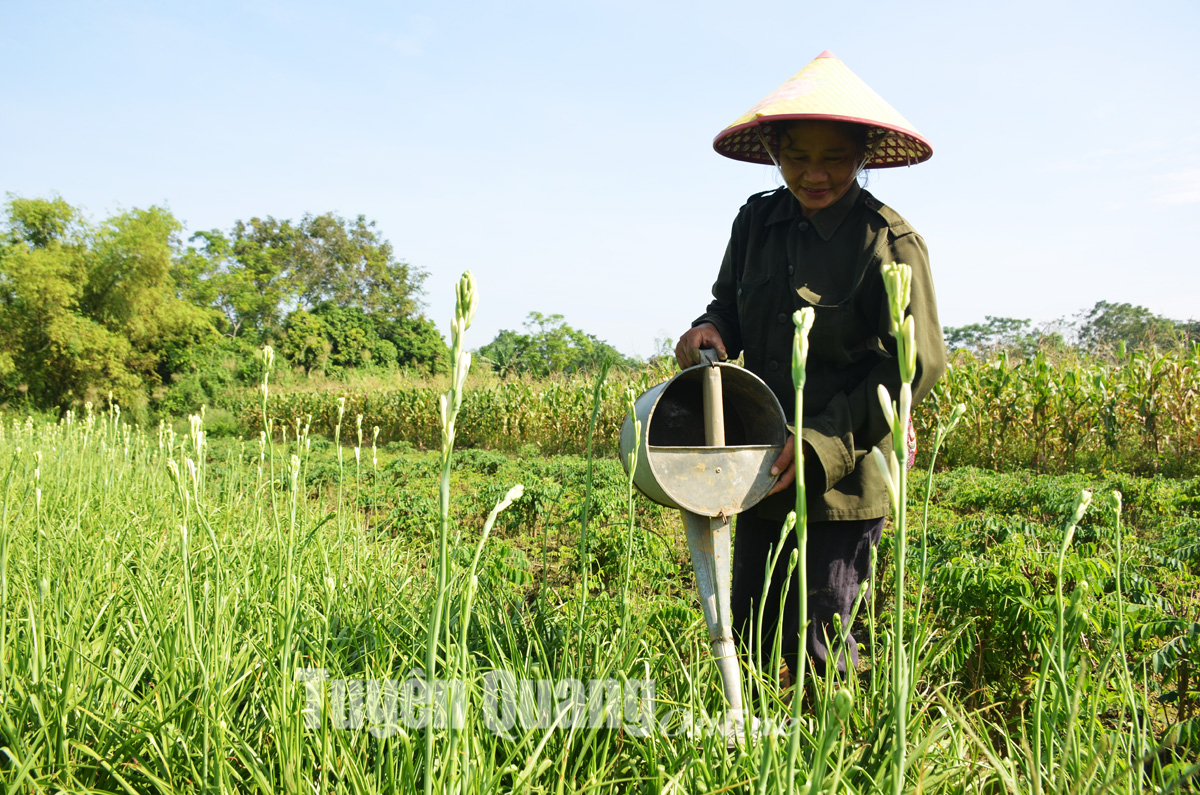 Làng huệ Lý Nhân vào vụ - Ảnh 8.