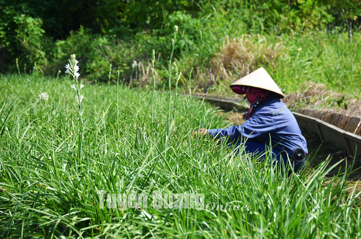 Làng huệ Lý Nhân vào vụ - Ảnh 9.