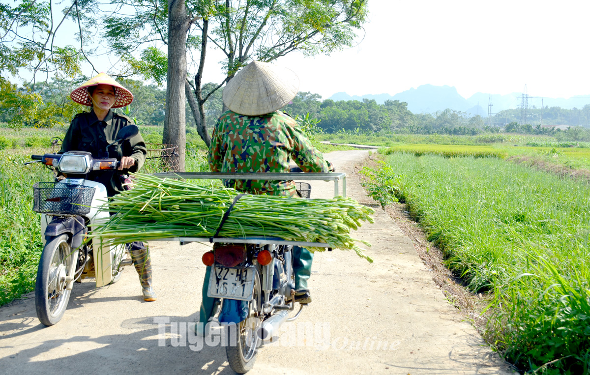 Làng huệ Lý Nhân vào vụ - Ảnh 12.