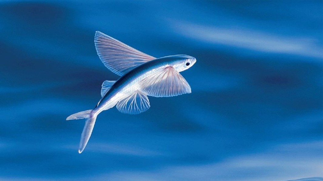 Độc lạ loài cá biết bay chỉ có ở vùng biển miền Trung Việt Nam - Ảnh 1.