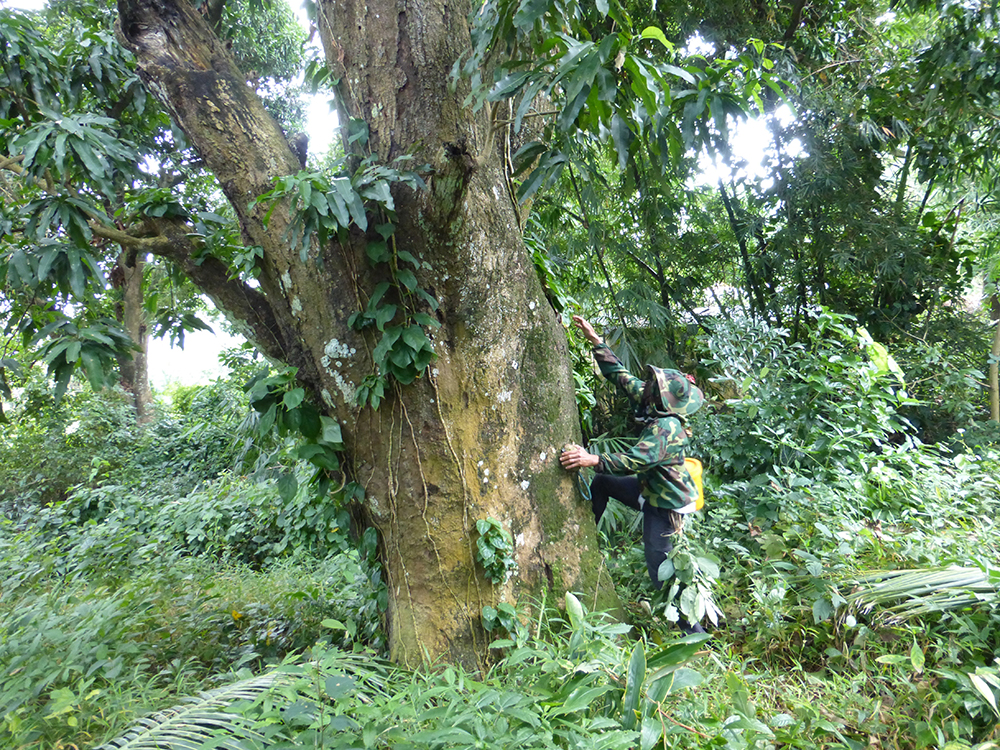 Vùng núi nổi tiếng này ở An Giang, có một loài vật làm tổ &quot;bự tổ chảng&quot; trên cây cổ thụ, hốc đá, bẹ dừa - Ảnh 1.