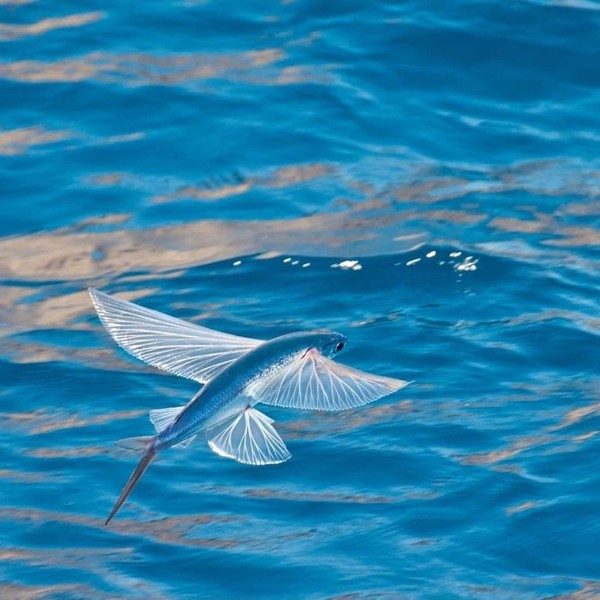 Độc lạ loài cá biết bay chỉ có ở vùng biển miền Trung Việt Nam - Ảnh 3.