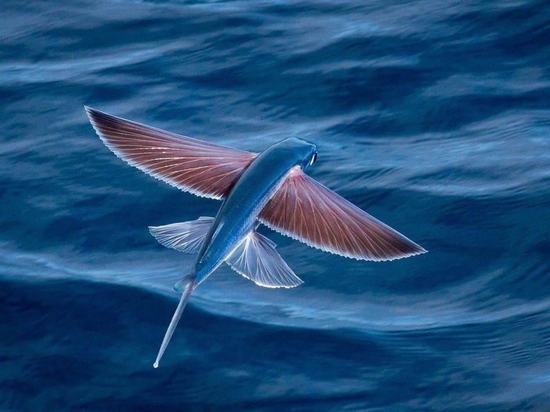 Độc lạ loài cá biết bay chỉ có ở vùng biển miền Trung Việt Nam - Ảnh 4.